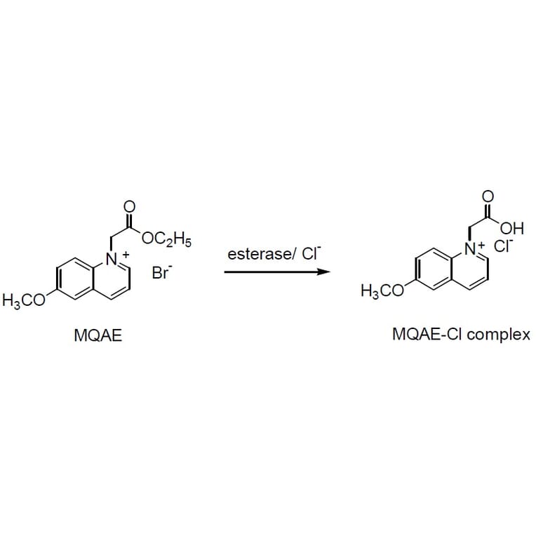 Diagram - MQAE - Chloride Indicator Dye (A57294) - Antibodies.com