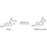 Diagram - MQAE - Chloride Indicator Dye (A57294) - Antibodies.com