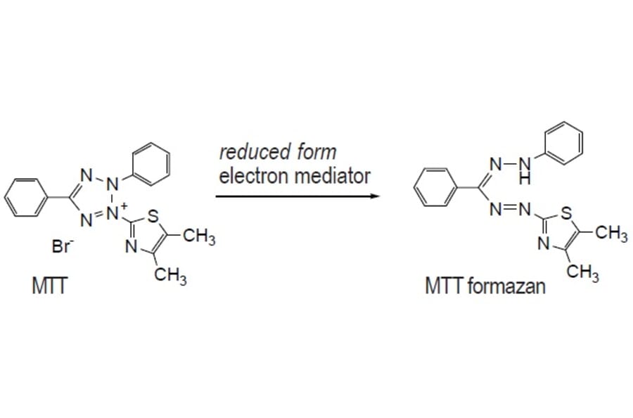 Diagram - MTT Tetrazolium Salt - Cell Viability Reagent (A57301) - Antibodies.com