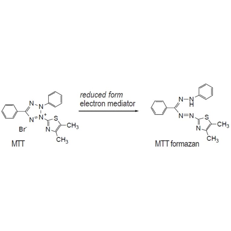 Diagram - MTT Tetrazolium Salt - Cell Viability Reagent (A57301) - Antibodies.com