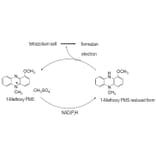Diagram - 1-Methoxy PMS - Electron Mediator (A57302) - Antibodies.com
