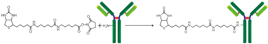 Diagram - Biotin Labeling Kit - Amine Reactive, 1 mg (A57306) - Antibodies.com