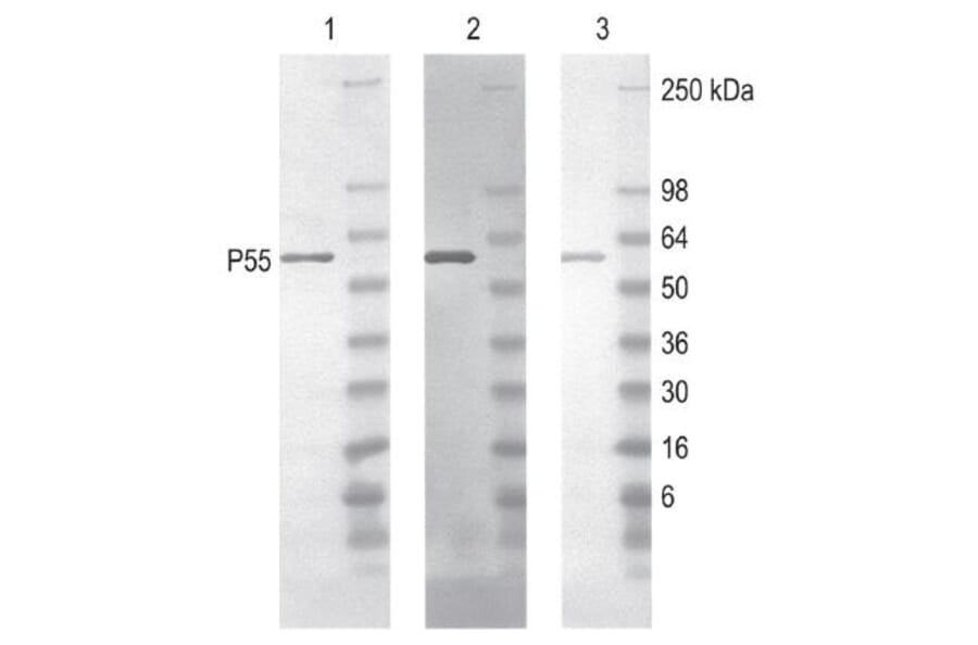 Diagram - Peroxidase Labeling Kit - Amine Reactive, 1 mg (A57308) - Antibodies.com
