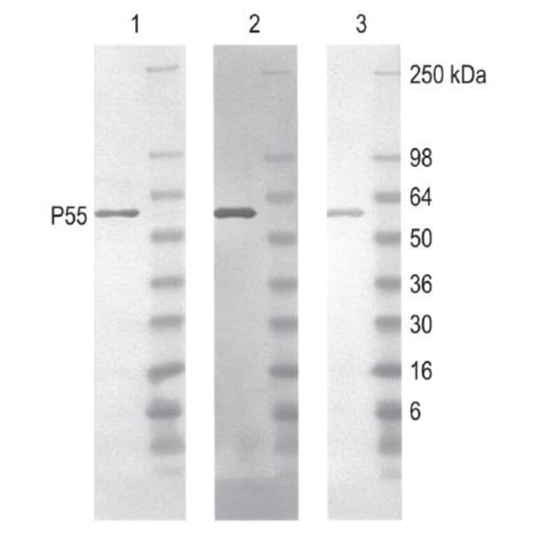 Diagram - Peroxidase Labeling Kit - Amine Reactive, 1 mg (A57308) - Antibodies.com