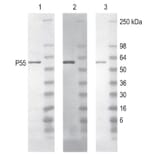 Diagram - Peroxidase Labeling Kit - Amine Reactive, 1 mg (A57308) - Antibodies.com