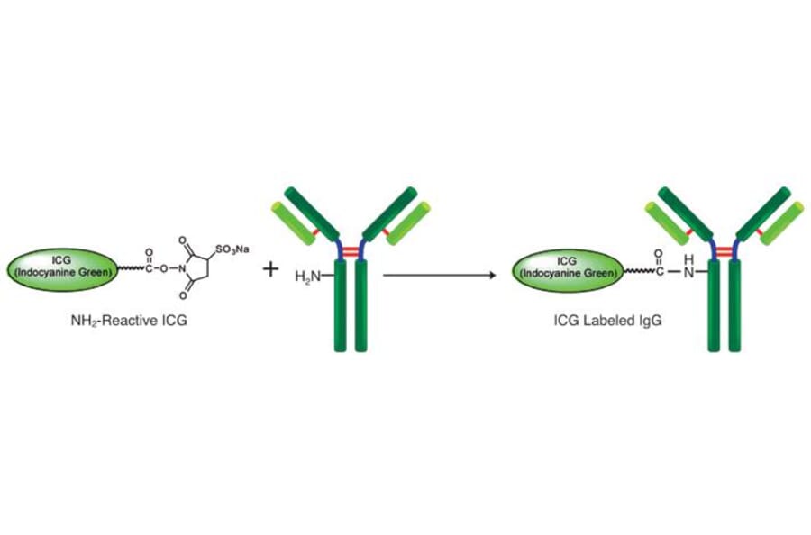 Diagram - ICG Labeling Kit - Amine Reactive (A57309) - Antibodies.com