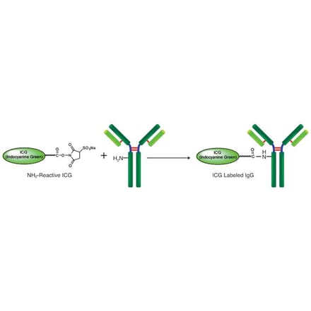Diagram - ICG Labeling Kit - Amine Reactive (A57309) - Antibodies.com