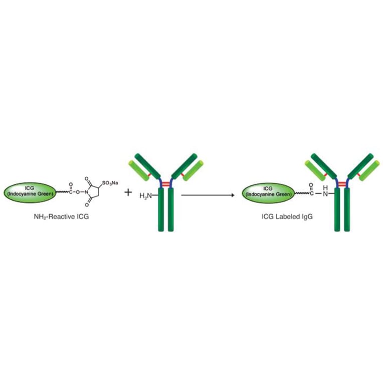 Diagram - ICG Labeling Kit - Amine Reactive (A57309) - Antibodies.com