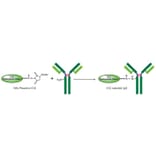 Diagram - ICG Labeling Kit - Amine Reactive (A57309) - Antibodies.com