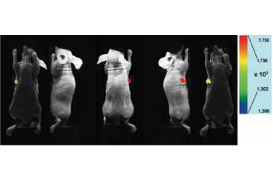 Diagram - ICG Labeling Kit - Amine Reactive (A57309) - Antibodies.com