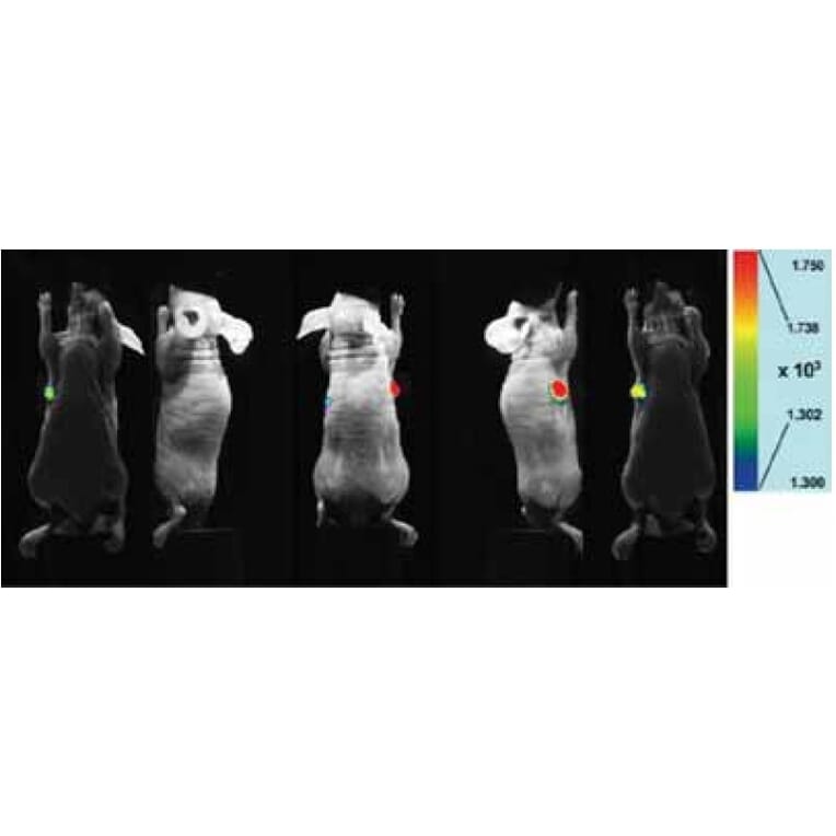 Diagram - ICG Labeling Kit - Amine Reactive (A57309) - Antibodies.com