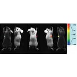 Diagram - ICG Labeling Kit - Amine Reactive (A57309) - Antibodies.com