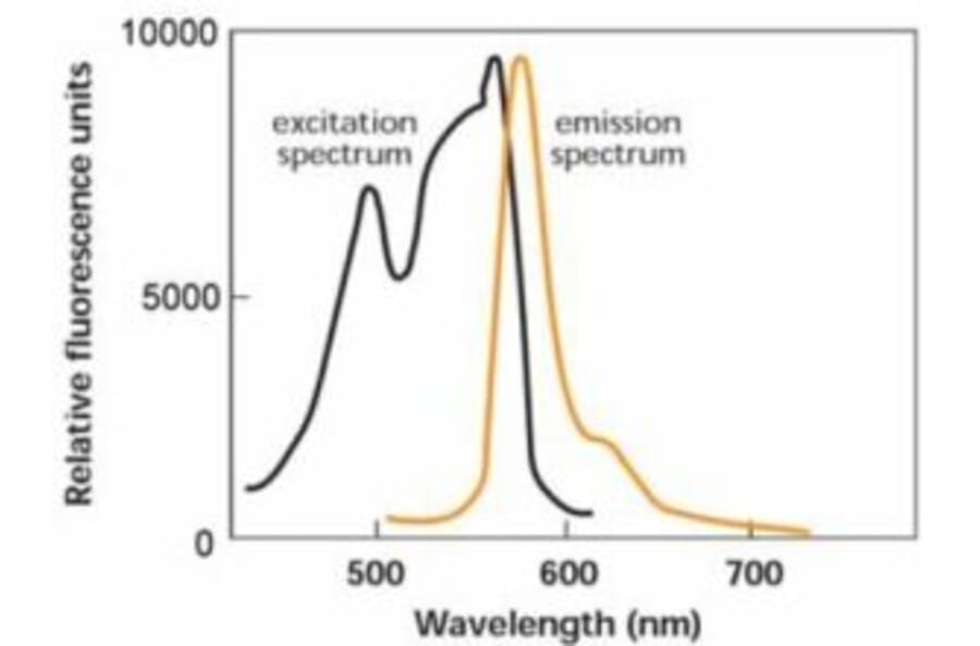 Diagram - R-Phycoerythrin Labeling Kit - Thiol Reactive (A57310) - Antibodies.com