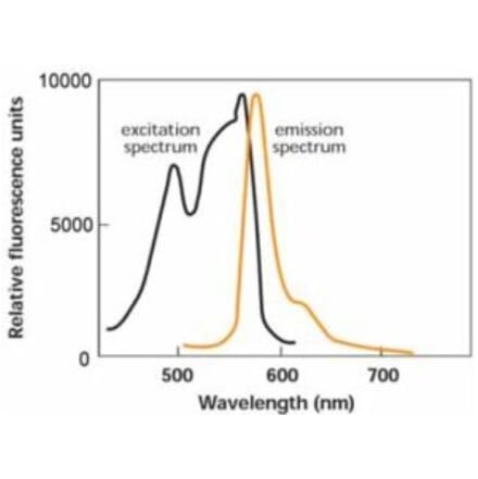 Diagram - R-Phycoerythrin Labeling Kit - Thiol Reactive (A57310) - Antibodies.com