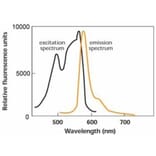 Diagram - R-Phycoerythrin Labeling Kit - Thiol Reactive (A57310) - Antibodies.com