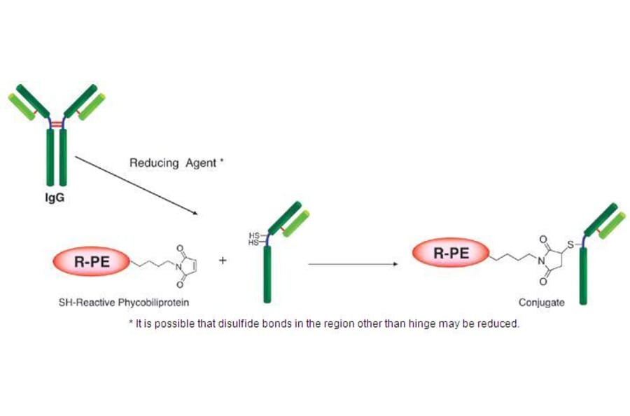 Diagram - R-Phycoerythrin Labeling Kit - Thiol Reactive (A57310) - Antibodies.com