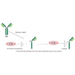 Diagram - R-Phycoerythrin Labeling Kit - Thiol Reactive (A57310) - Antibodies.com