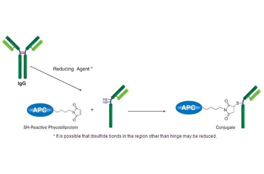 Diagram - Allophycocyanine Labeling Kit - Thiol Reactive (A57311) - Antibodies.com