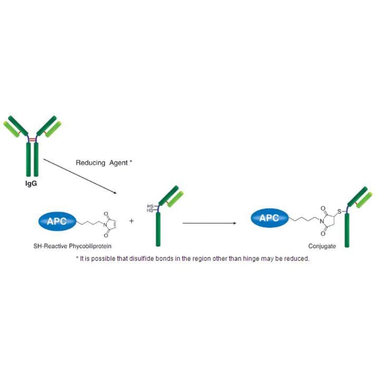 Diagram - Allophycocyanine Labeling Kit - Thiol Reactive (A57311) - Antibodies.com