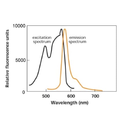 Diagram - R-Phycoerythrin Labeling Kit - Amine Reactive (A57312) - Antibodies.com