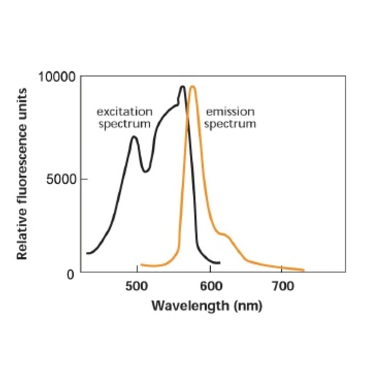 Diagram - R-Phycoerythrin Labeling Kit - Amine Reactive (A57312) - Antibodies.com