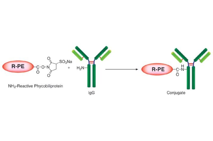 Diagram - R-Phycoerythrin Labeling Kit - Amine Reactive (A57312) - Antibodies.com