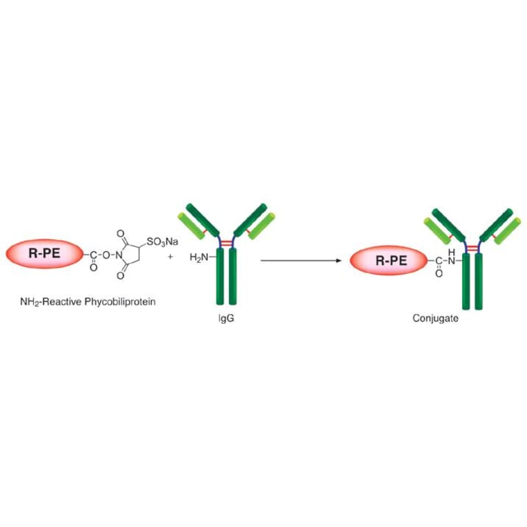 Diagram - R-Phycoerythrin Labeling Kit - Amine Reactive (A57312) - Antibodies.com