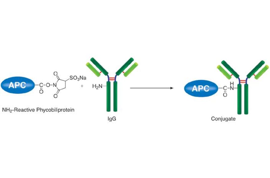 Diagram - Allophycocyanine Labeling Kit - Amine Reactive (A57313) - Antibodies.com