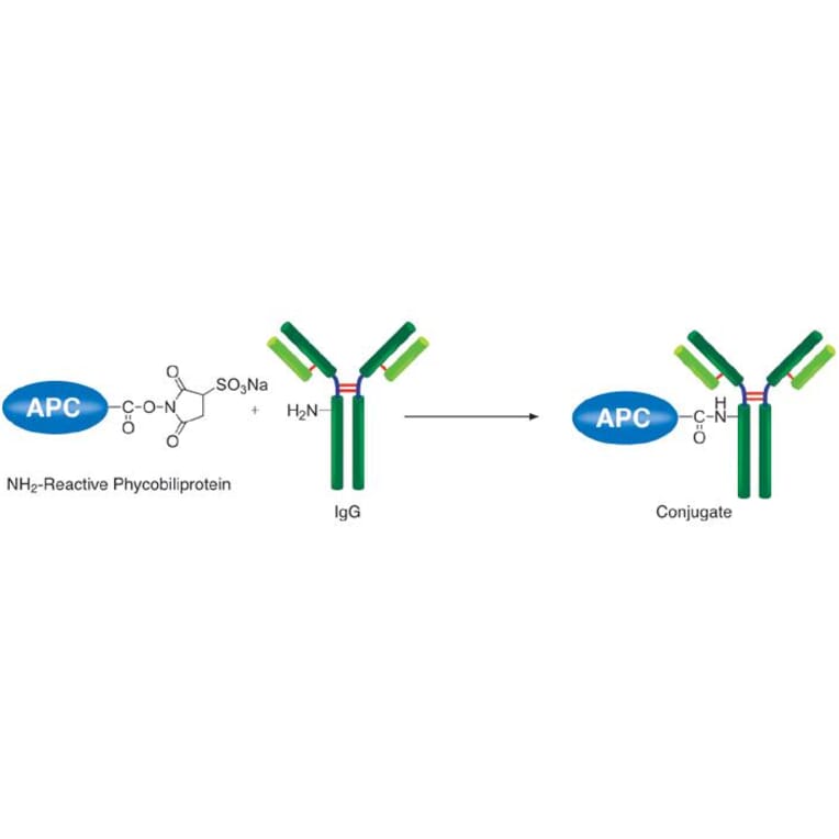 Diagram - Allophycocyanine Labeling Kit - Amine Reactive (A57313) - Antibodies.com