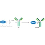 Diagram - Allophycocyanine Labeling Kit - Amine Reactive (A57313) - Antibodies.com