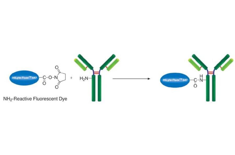 Diagram - HiLyte Fluor™ 647 Labeling Kit - Amine Reactive (A57315) - Antibodies.com
