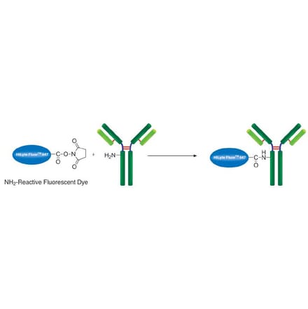 Diagram - HiLyte Fluor™ 647 Labeling Kit - Amine Reactive (A57315) - Antibodies.com