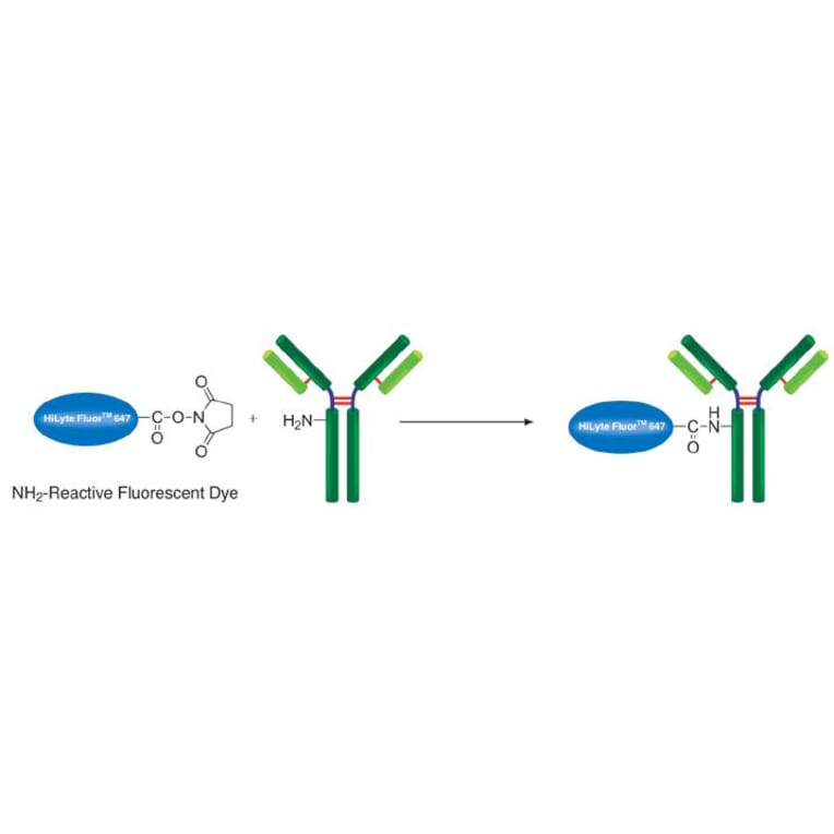 Diagram - HiLyte Fluor™ 647 Labeling Kit - Amine Reactive (A57315) - Antibodies.com