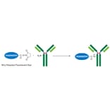 Diagram - HiLyte Fluor™ 647 Labeling Kit - Amine Reactive (A57315) - Antibodies.com
