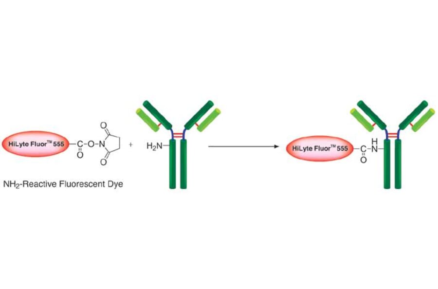 Diagram - HiLyte Fluor™ 555 Labeling Kit - Amine Reactive (A57316) - Antibodies.com