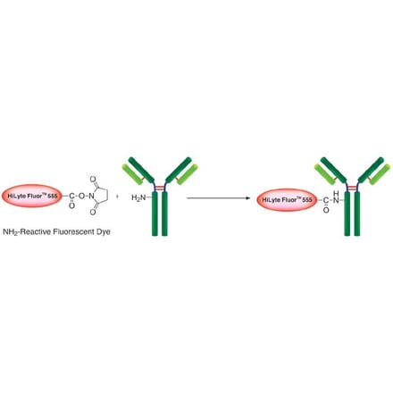 Diagram - HiLyte Fluor™ 555 Labeling Kit - Amine Reactive (A57316) - Antibodies.com