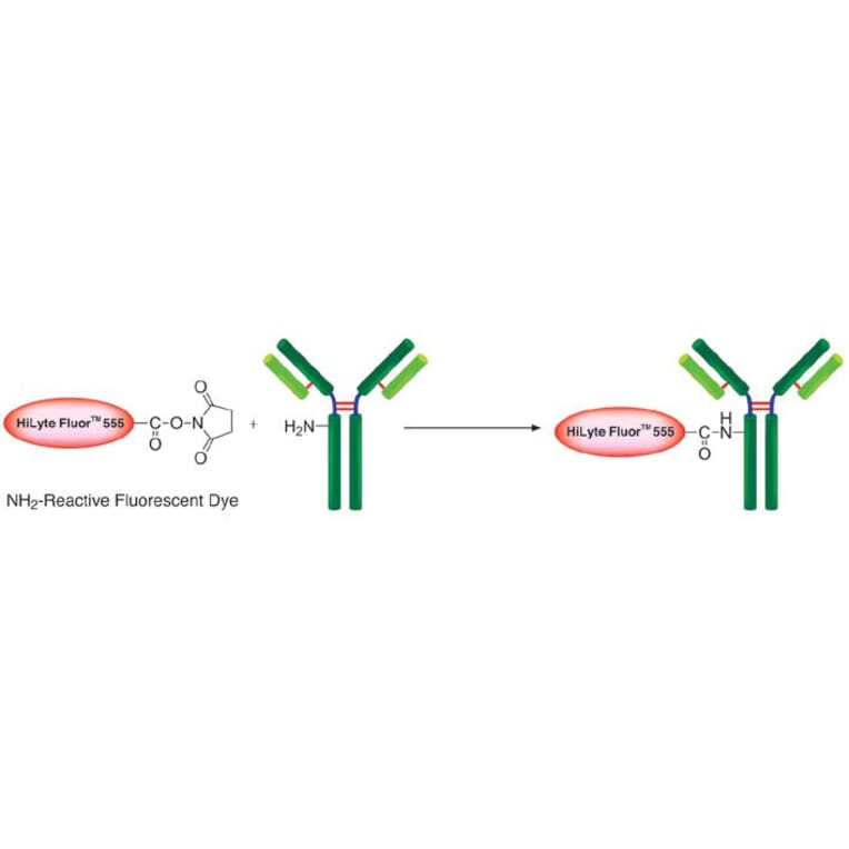 Diagram - HiLyte Fluor™ 555 Labeling Kit - Amine Reactive (A57316) - Antibodies.com