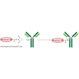Diagram - HiLyte Fluor™ 555 Labeling Kit - Amine Reactive (A57316) - Antibodies.com