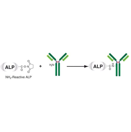 Diagram - Alkaline Phosphatase Labeling Kit - Amine Reactive (A57318) - Antibodies.com