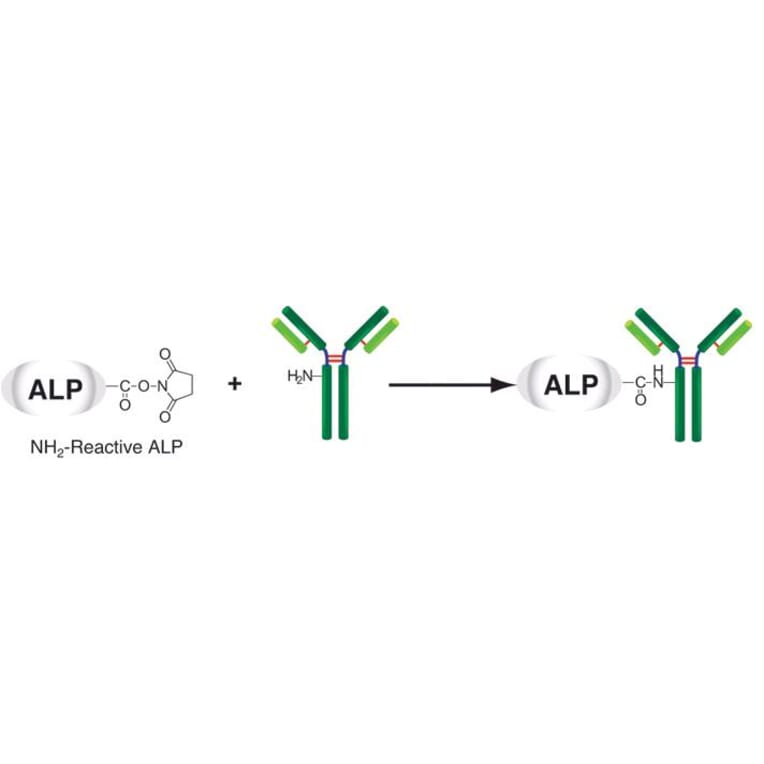 Diagram - Alkaline Phosphatase Labeling Kit - Amine Reactive (A57318) - Antibodies.com