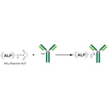 Diagram - Alkaline Phosphatase Labeling Kit - Amine Reactive (A57318) - Antibodies.com