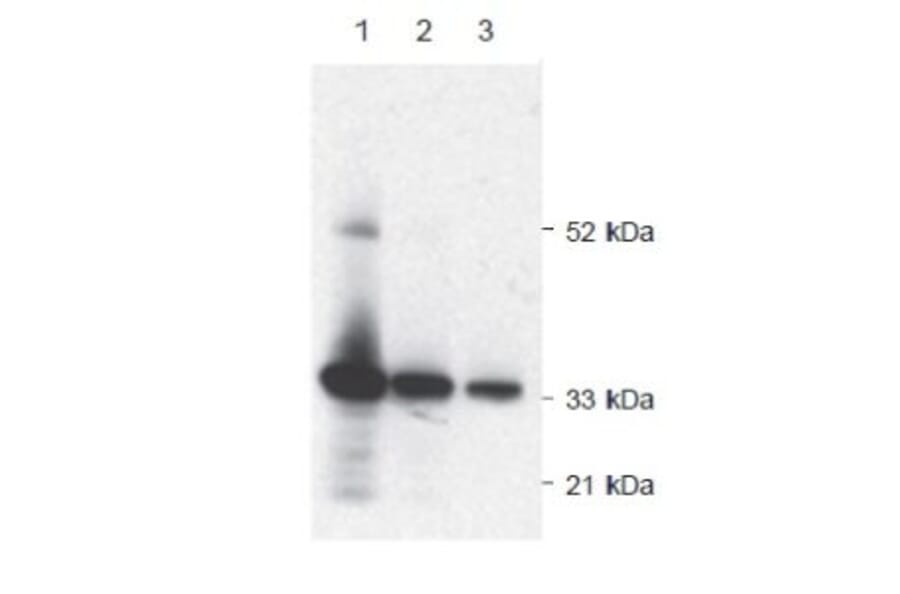 Diagram - Alkaline Phosphatase Labeling Kit - Amine Reactive (A57318) - Antibodies.com