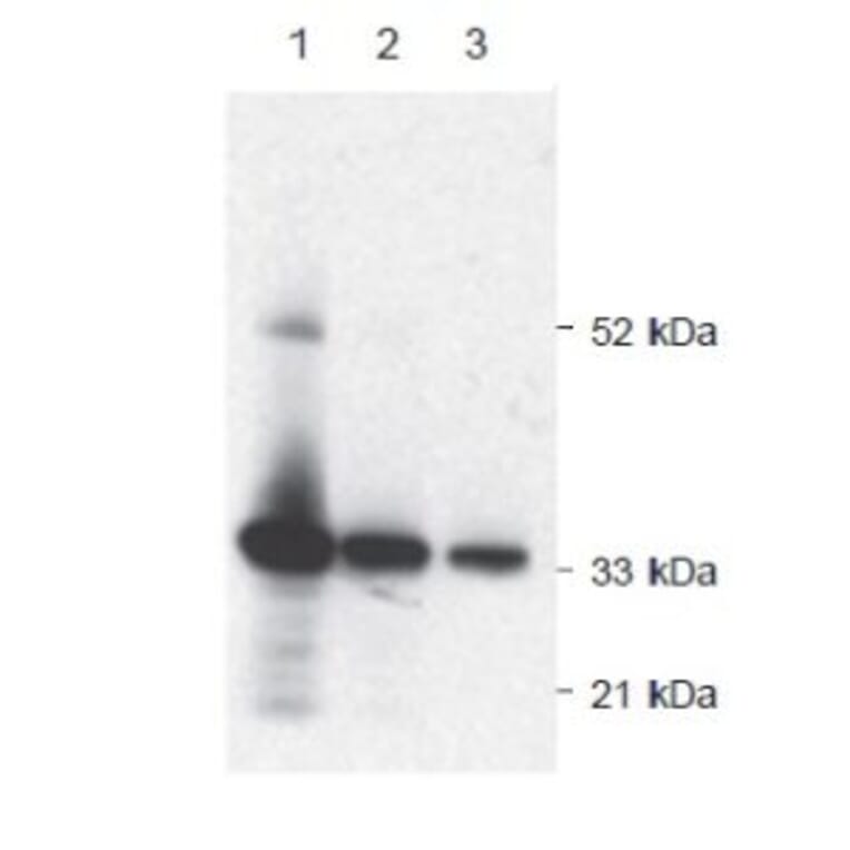Diagram - Alkaline Phosphatase Labeling Kit - Amine Reactive (A57318) - Antibodies.com