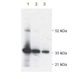 Diagram - Alkaline Phosphatase Labeling Kit - Amine Reactive (A57318) - Antibodies.com