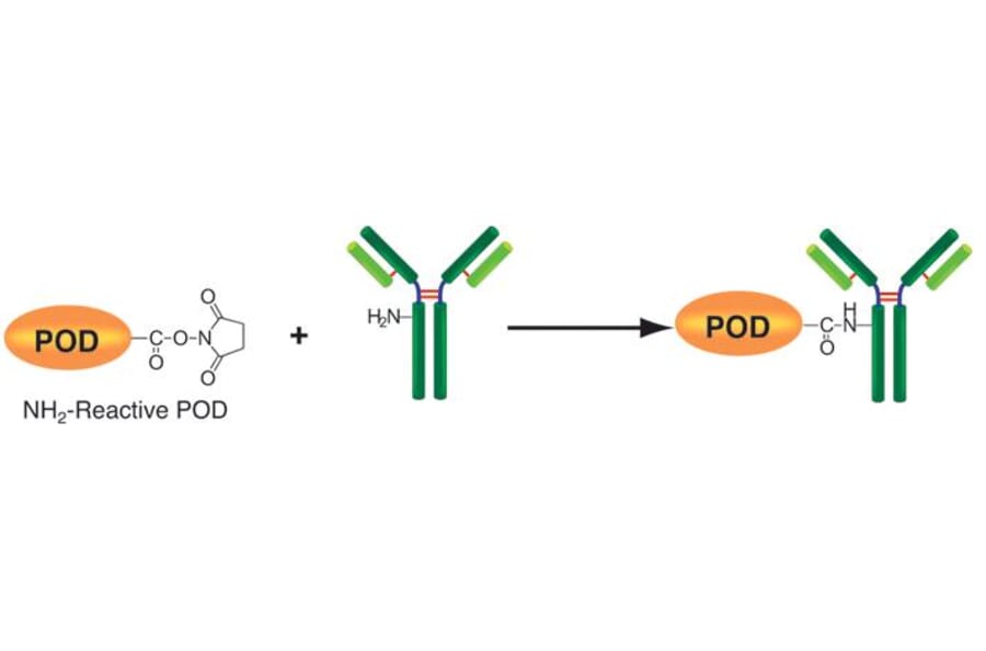 Diagram - Peroxidase Labeling Kit - Amine Reactive (A57319) - Antibodies.com