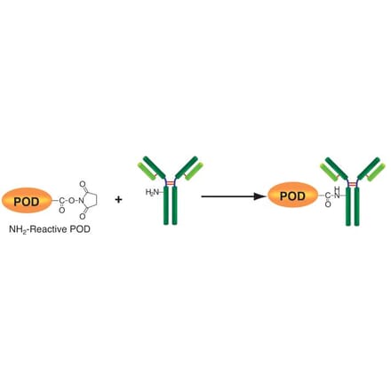 Diagram - Peroxidase Labeling Kit - Amine Reactive (A57319) - Antibodies.com