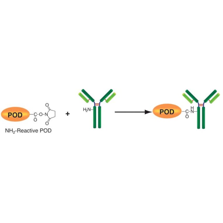 Diagram - Peroxidase Labeling Kit - Amine Reactive (A57319) - Antibodies.com