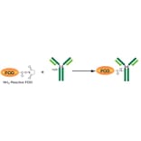Diagram - Peroxidase Labeling Kit - Amine Reactive (A57319) - Antibodies.com