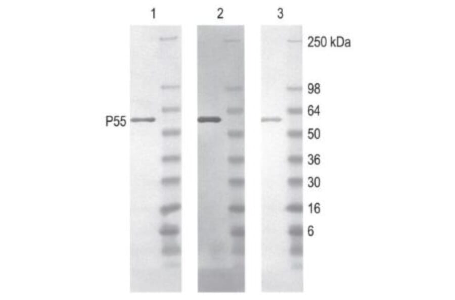 Diagram - Peroxidase Labeling Kit - Amine Reactive (A57319) - Antibodies.com