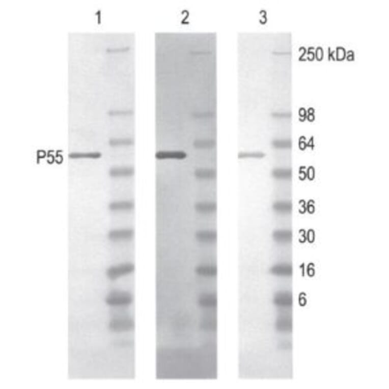 Diagram - Peroxidase Labeling Kit - Amine Reactive (A57319) - Antibodies.com